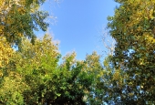 IIP Online Student Photography